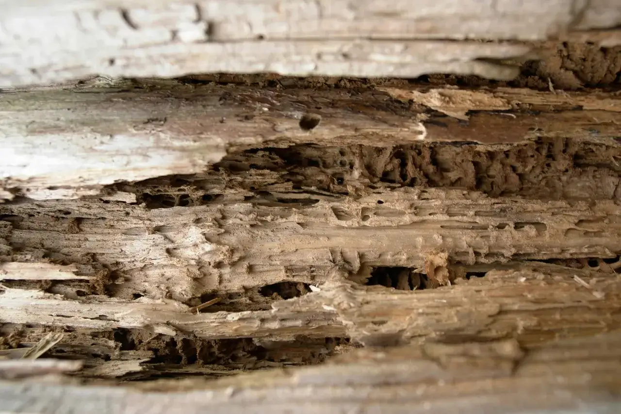 Intérieur d'un bois rongé, montrant la vermoulure causée par les termites. Des galeries et des tunnels sont visibles.